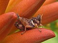 Grasshopper on Aloe 1 (7814076622).jpg