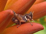 Grasshopper on Aloe 1 (7814076622).jpg