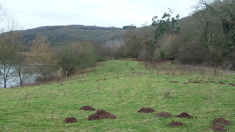 File:Grassland by Bodenham Lake - geograph.org.uk - 6041939.jpg