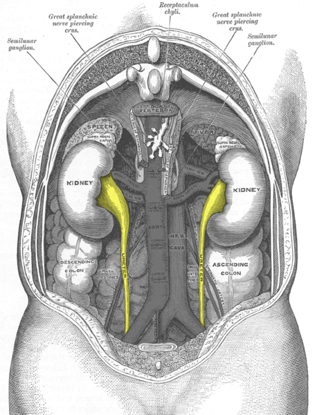 File:Gray1120-ureters.png