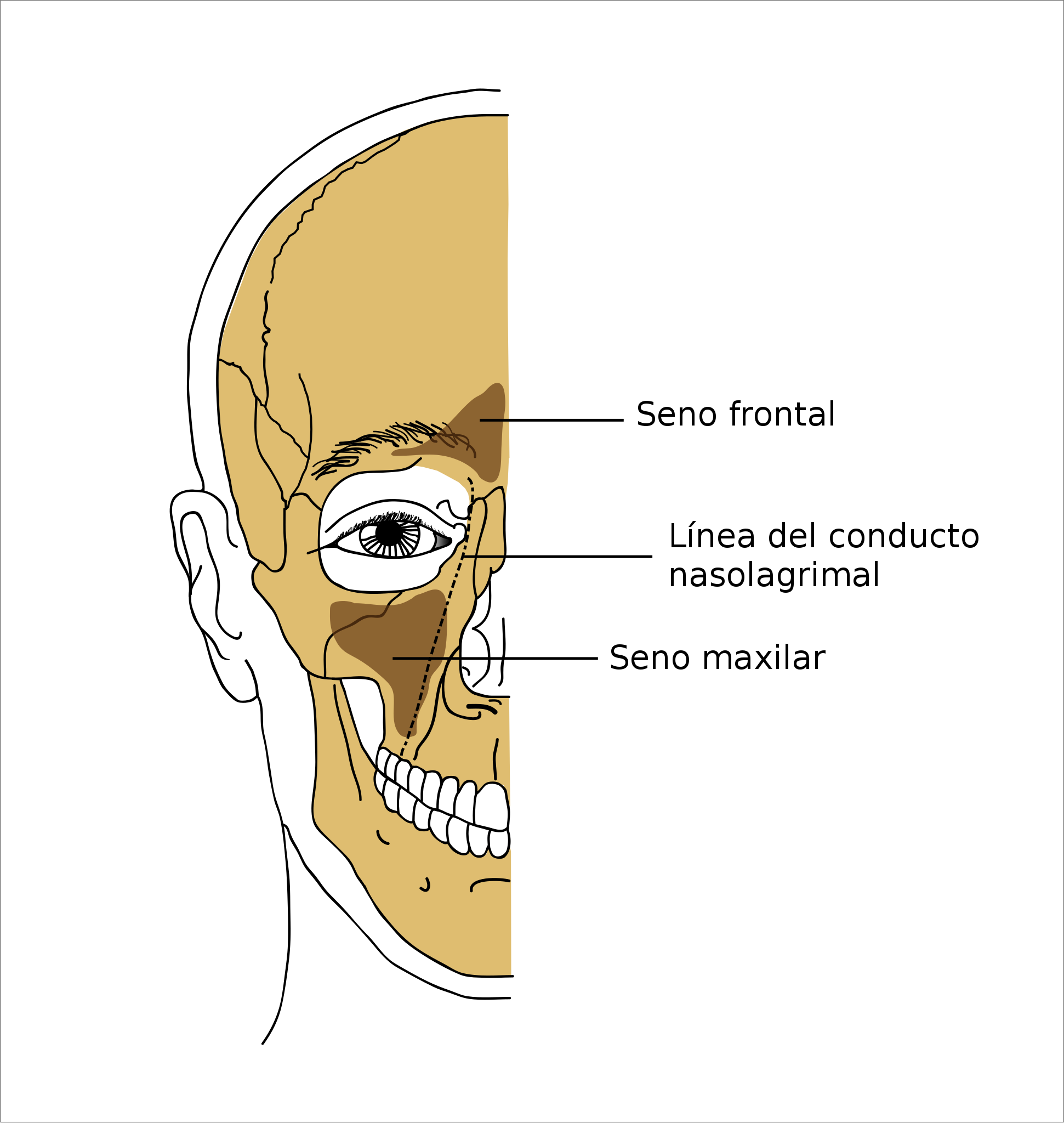 File:Death skull.svg - Wikimedia Commons