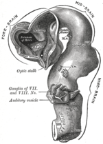 Thumbnail for Flexure (embryology)