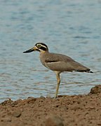 Great stone-curlew or great thick-knee.jpg