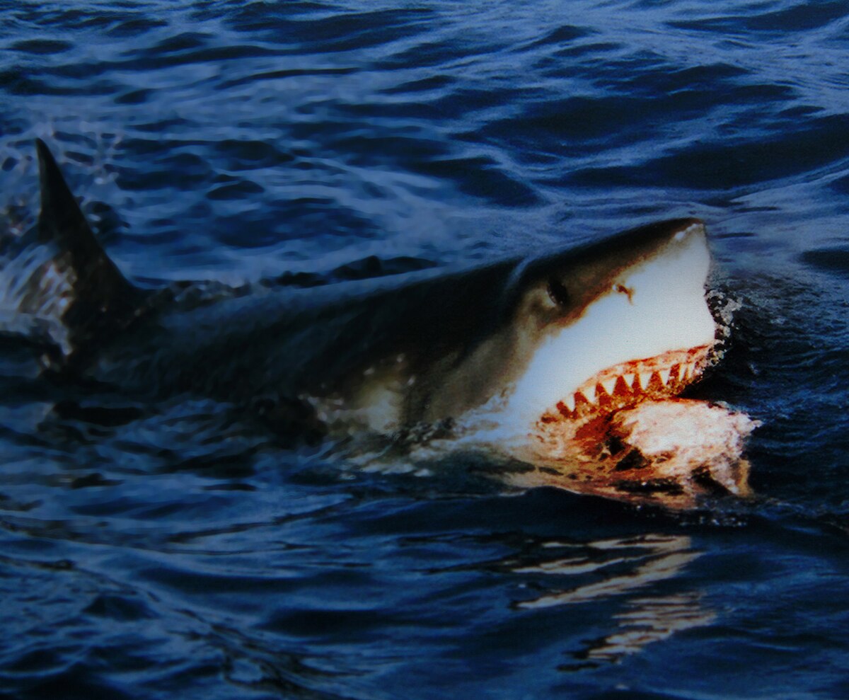 Great white shark is going for a bait.jpg