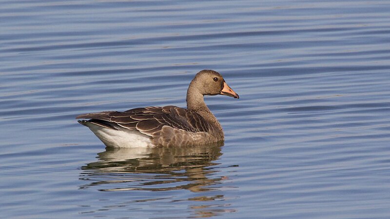 File:Greater White-fronted Goose - Las Galinas WWTP - Marin - CA - 2015-10-22at11-38-20 (22620477950).jpg