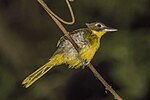 Thumbnail for Green-tailed bristlebill