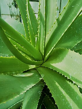 Green aloe