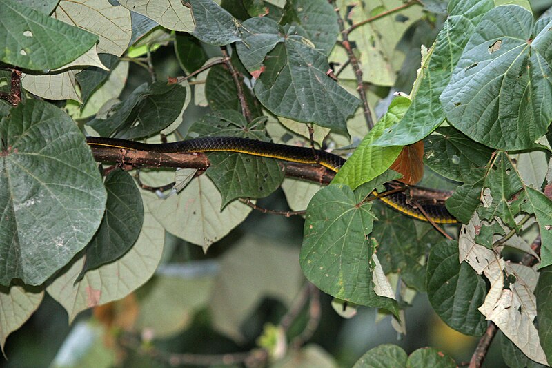 File:Green tree snake Morelia viridis - Flickr - GregTheBusker.jpg