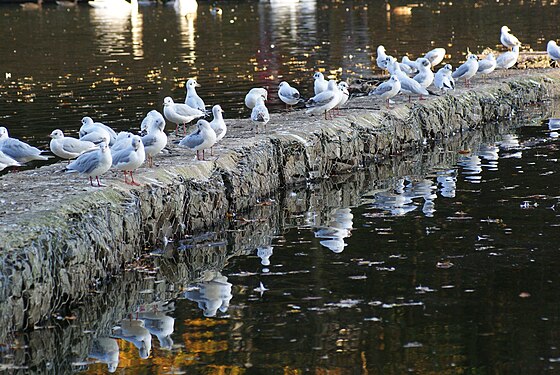 Groupe de mouettes