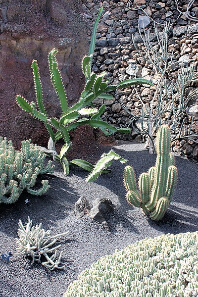 File:Guatiza, the cactus garden-12.JPG