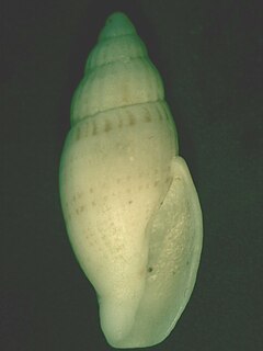 <i>Guraleus australis</i> Species of gastropod