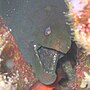 Thumbnail for Gymnothorax castaneus