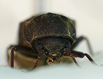 Hadrobregmus pertinax Hadrobregmus pertinax front.jpg