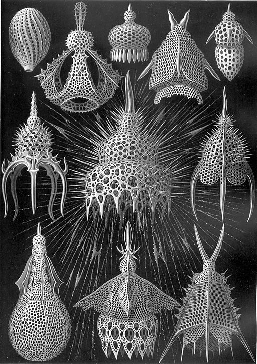 Haeckel Cyrtoidea