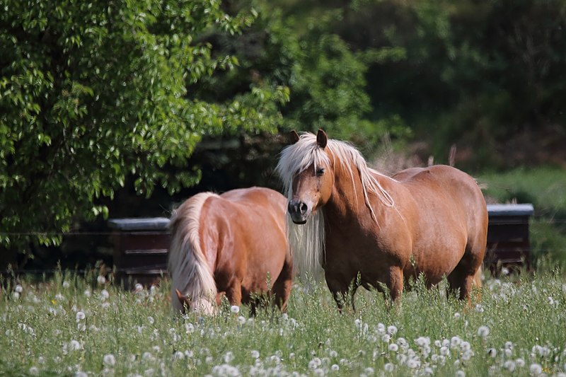 File:Haflinger (Röbel).JPG