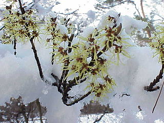 <i>Hamamelis mollis</i> species of plant