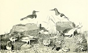 The Oyster-Catcher Group. Case 198.