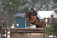 A hunter equitation rider jumping her course. Hanoverian-hunter.jpg