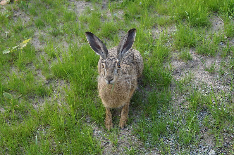 File:Hare in Solna, Sweden 2014 03.JPG