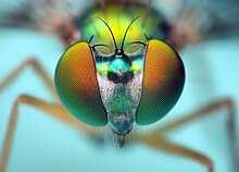 Head of a Longlegged Fly - (Condylostylus).jpg