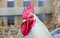 * Nomination Chicken head in front of the Auderghem cultural center --Trougnouf 16:15, 23 March 2019 (UTC) * Promotion Should be cropped IMO. Do you know the race? --Ermell 20:53, 23 March 2019 (UTC) Do you like this crop better? I don't know this one's breed. I emailed the group that brought them for identification, they might be able to help. --Trougnouf 22:18, 23 March 2019 (UTC)  Got it :), it's a Pekin chicken --Trougnouf 12:50, 26 March 2019 (UTC)  Support Good quality. --Ermell 10:28, 28 March 2019 (UTC)