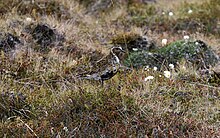 European golden plover (Pluvialis apricaria). Heidloa - Pluvialis apricaria - Golden Plover (3636437943).jpg