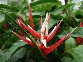 <i>Heliconia angusta</i> species of plant