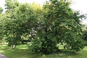 Hemiptelea-davidii-habit.jpg