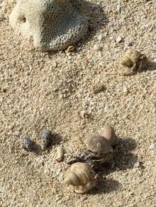 Arquivo: Hermitcrabs-amamioshima-japan-2016-1-5.ogv