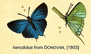 <i>Cyanophrys herodotus</i> Species of butterfly