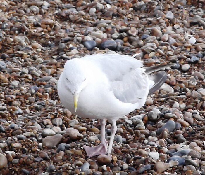 File:Herring Gull 010.JPG