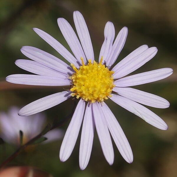 File:Heteropappus hispidus (flower).jpg