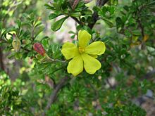 Hibbertia hermanniifolia 0559.jpg