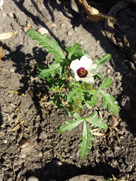 File:Hibiscus trionum sl23.jpg