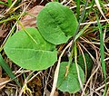 Hieracium hypochoeroides subsp. jenzigense (Bornm. & Zahn) Greuter leaf detail.jpg