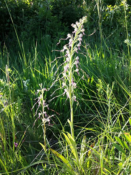 File:Himantoglossum adriaticum sl19.jpg