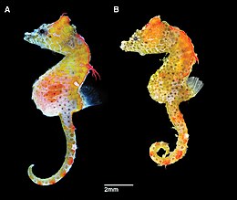 Hippocampus japapigu: самець (А) і самиця (B)