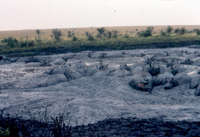 File:Hippopotamus Rwindi 20.jpg