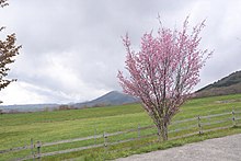 ひるぜんジャージーランド（岡山県真庭市蒜山）