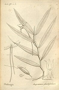 plate 53 Angraecum gladiifolium Angraecum mauritianum