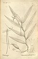 Angraecum mauritianum (as syn. Angraecum gladiifolium) plate 53 in: A.A. Du Petit-Thouars: Histoire particulière des plantes Orchidées (1822)
