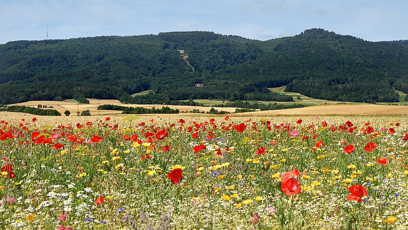 File:Hoher Meißner und „Frau Holles Blumenwiese“ (1).jpg