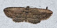 Horisme intestinata - Brown Bark Carpet Moth (14092035080).jpg