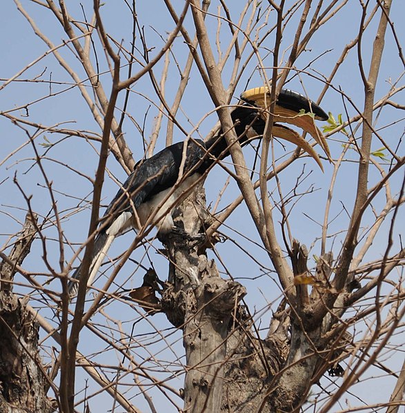 File:Hornbill of ratnagiri.jpg