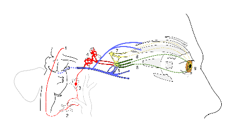 ciliospinal reflex pathway