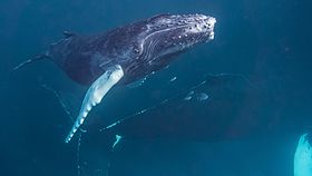 Humpback Whales - South Bank.jpg