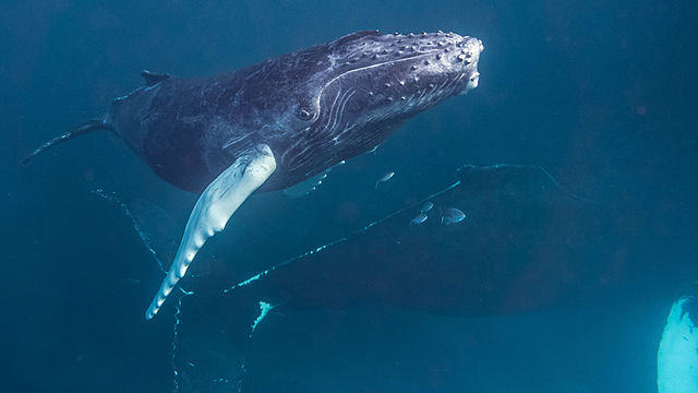 Горбатый кит — Википедия