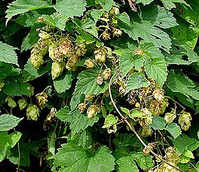 Humulus lupulus