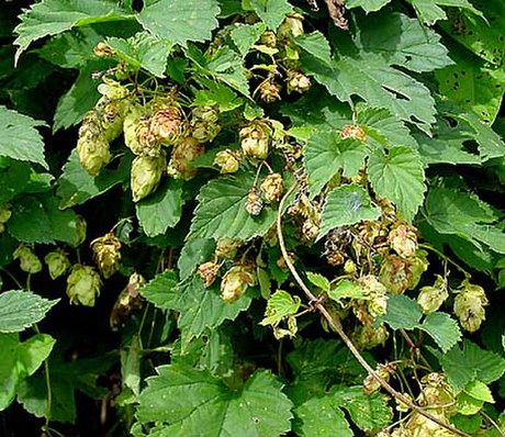 Humulus