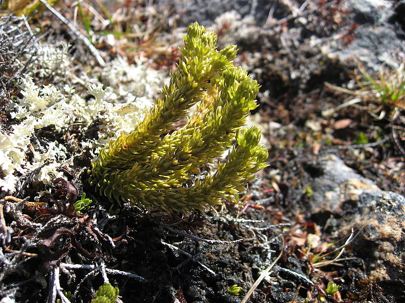 File:Huperzia selago upernavik 2007-07-22.jpg